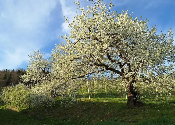 Owocowe Wzgorze * Tegoborze